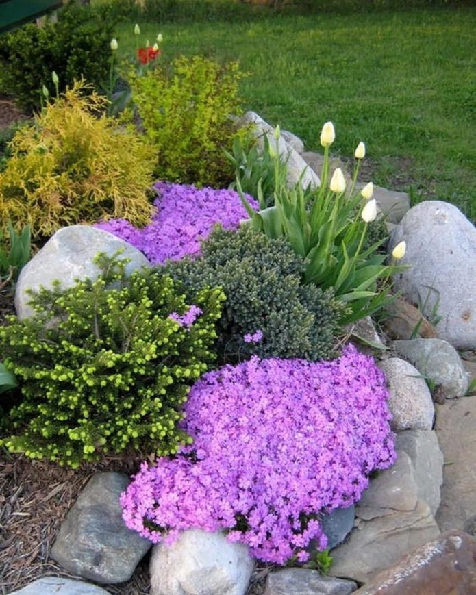 flores para el tobogán alpino