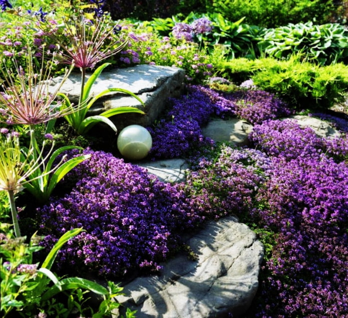 plantas rastreras para jardín de rocas