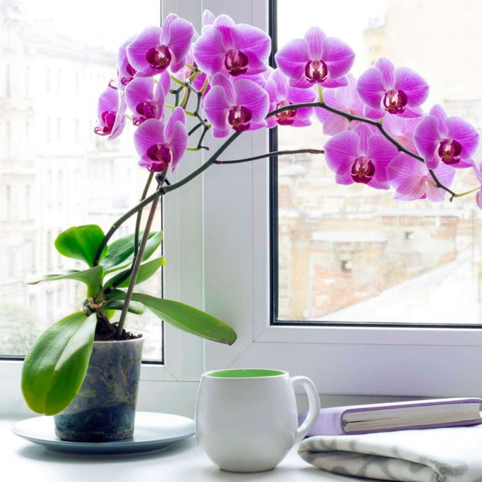 Orquídea Phalaenopsis