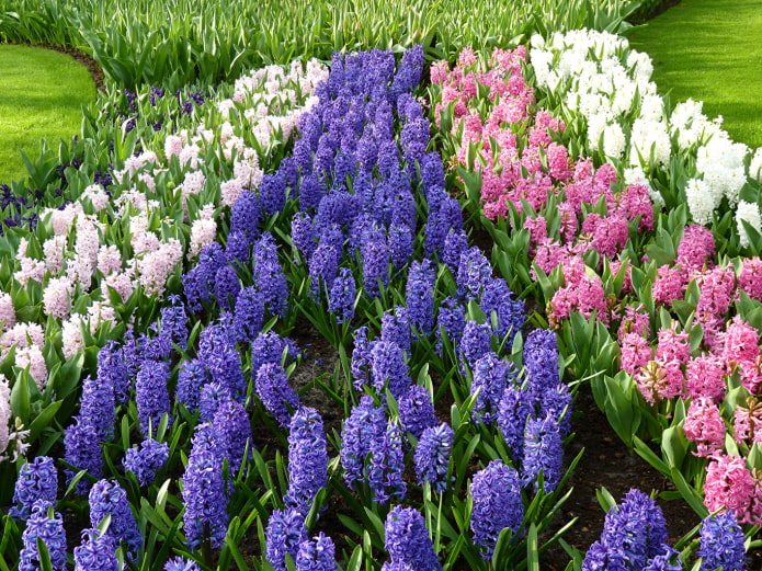 macizo de flores con jacintos