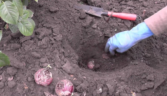 plantando jacintos en el suelo