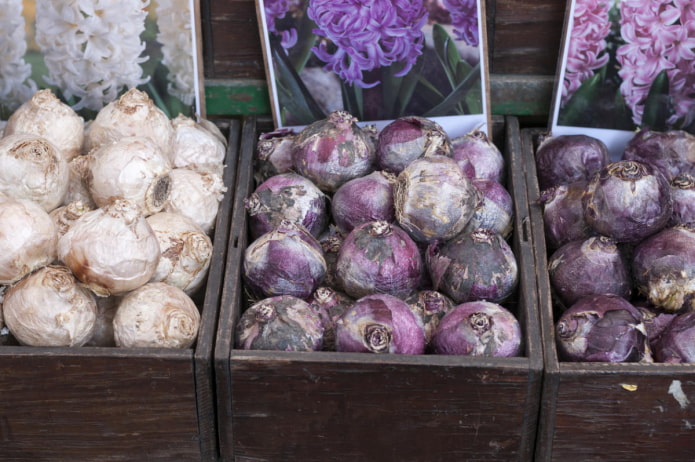 bulbos de jacinto almacenados