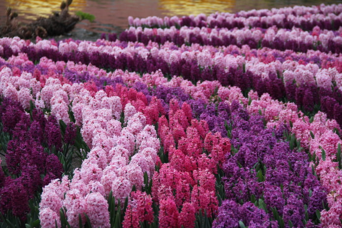 hyacinths sa disenyo ng landscape