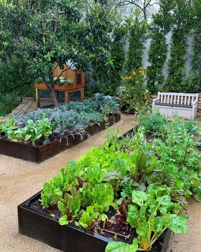 Garden bench sa hardin ng gulay