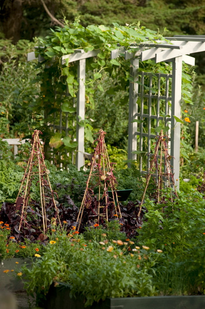 Rejilla para plantas