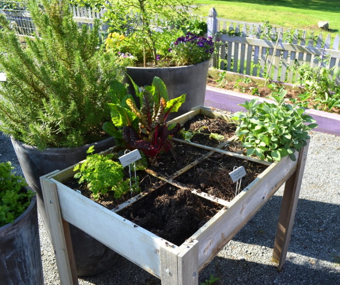 Pequeño jardín en una caja