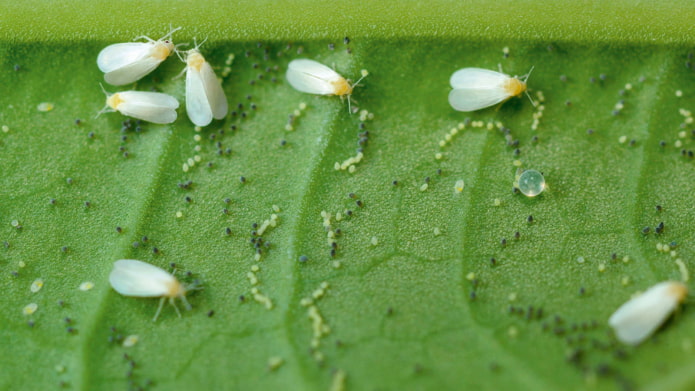 kung paano mapupuksa ang whitefly