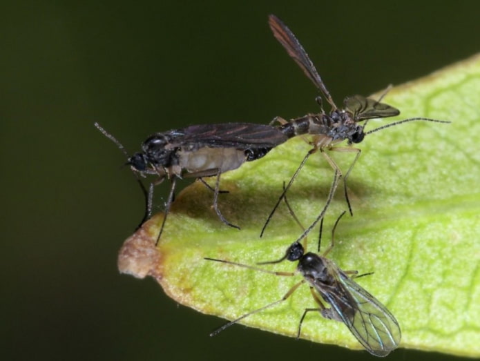 kung paano alisin ang itim na midges sa mga bulaklak