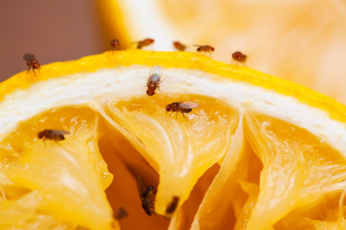 moscas de la fruta en flores de interior