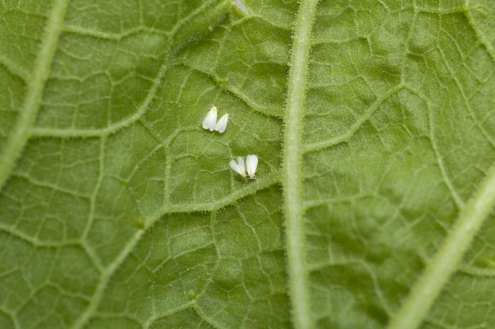 kung paano maiwasan ang paglitaw ng mga midges sa mga bulaklak