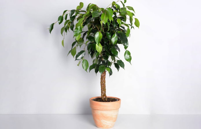 ficus benjamin