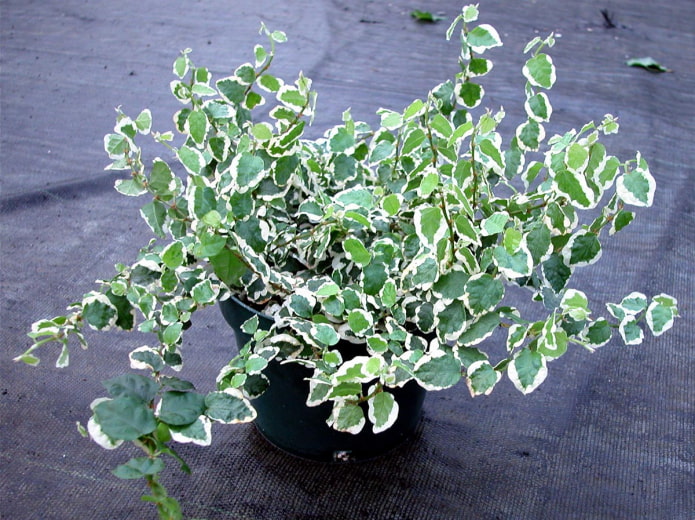 rastrero ficus pumila