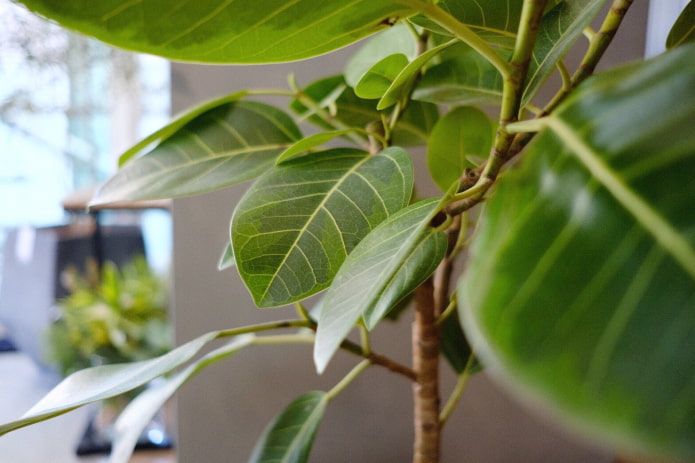 Ficus de interior de Bengala