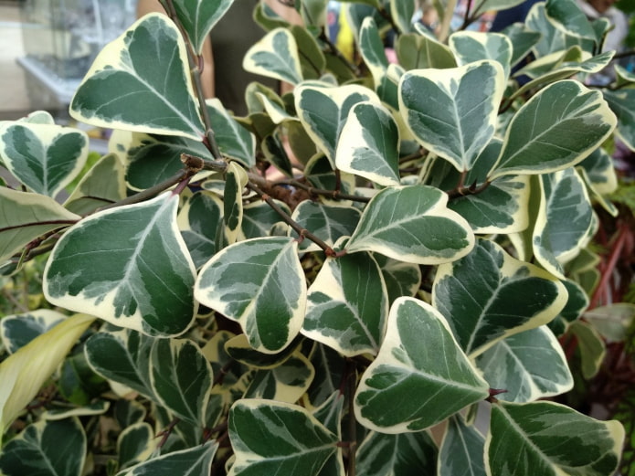 ficus con hojas triangulares