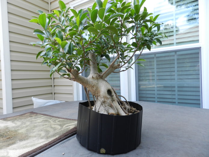 Ficus microcarpa en una olla