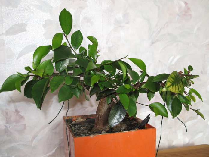 ficus retuza