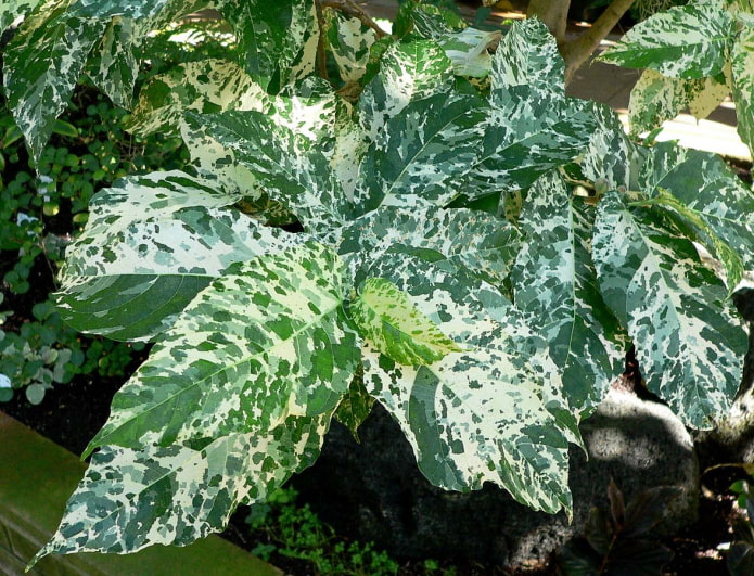 ficus con hermosas hojas