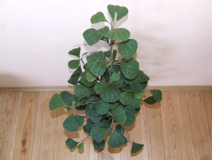 Ficus deltoides en una olla