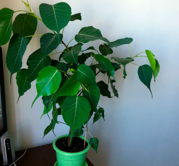 ficus religioso