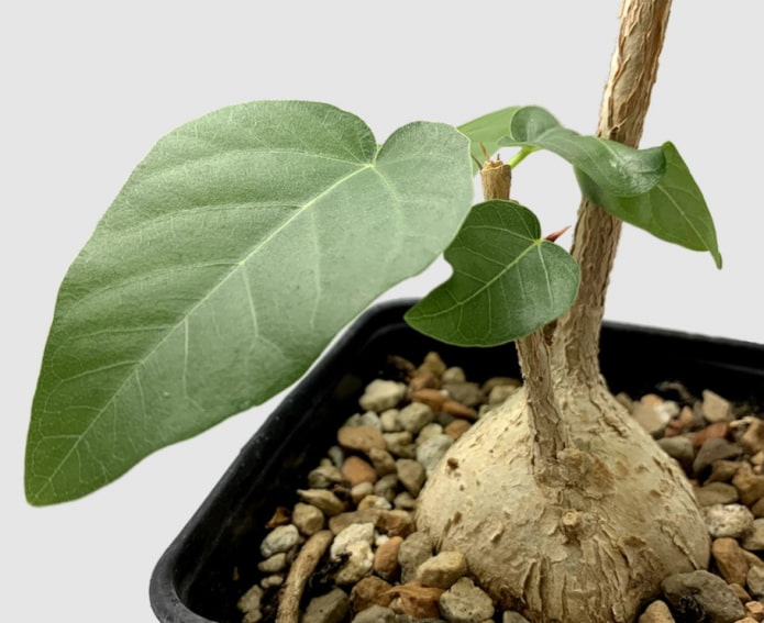 ficus palmera bonsai