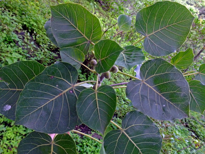 ficus peciolado