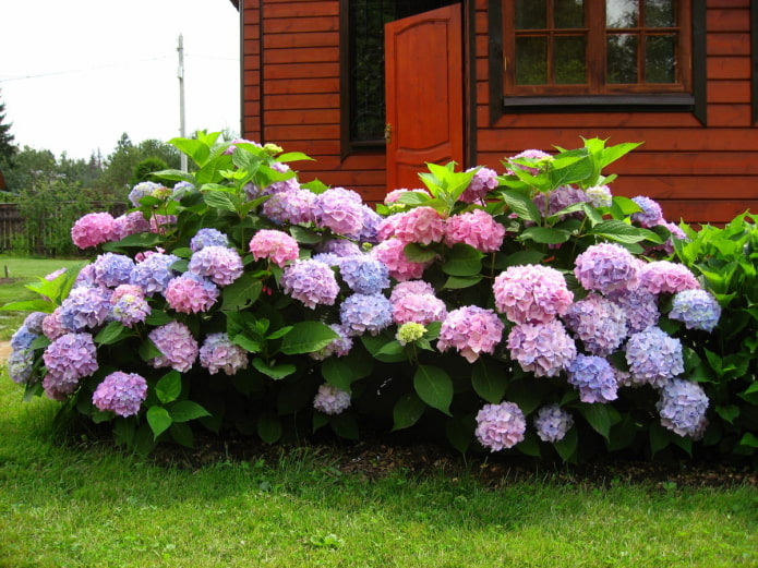 dos arbustos de hortensias