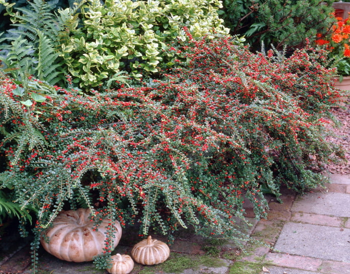 cotoneaster con frutos rojos