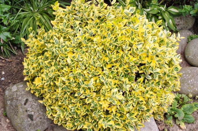 euonymus abigarrado