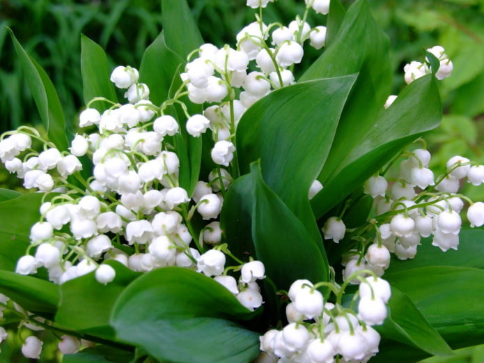 lirio de los valles floreciente