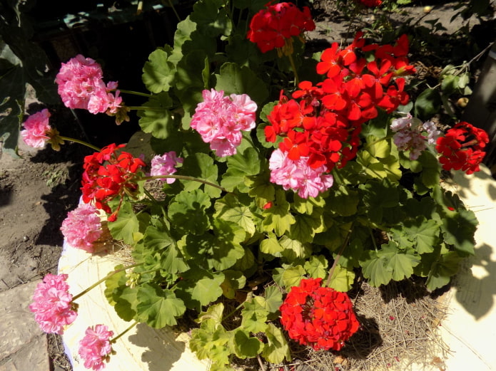 pelargonium en un parterre de una rueda