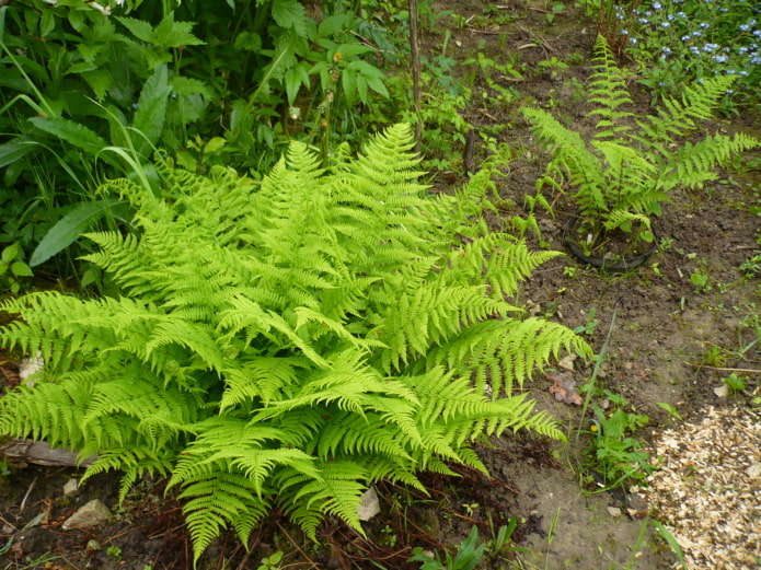 helecho en el jardín