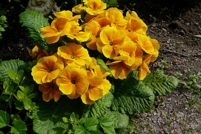 prímula con flores amarillas