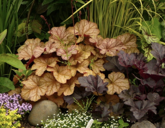 hojas de heuchera