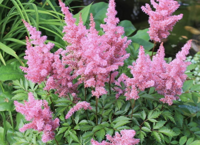 astilbe rosa