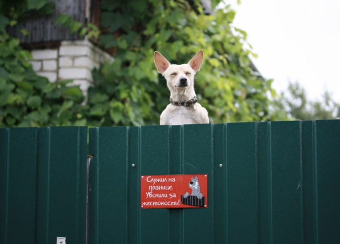 Tenga cuidado con los perros