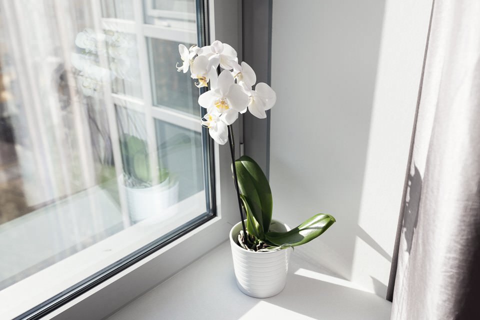 orquídea en el diseño de un apartamento de 64 metros cuadrados. metro.