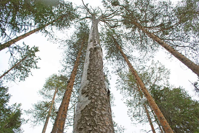 patay na mga bahay ng pine