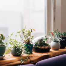 ¿Cómo decorar el alféizar de una ventana? Opciones de decoración, foto en el interior. -0