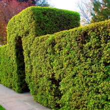 ¿Qué plantas se pueden usar para hacer un seto? -6