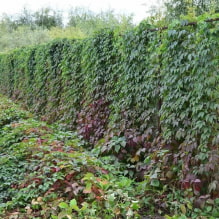 17 plantas trepadoras de rápido crecimiento para una cerca - 5