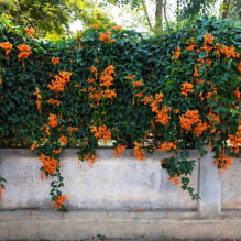 Elegir las mejores variedades de plantas trepadoras para cabañas de verano-1