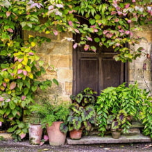 Elegir las mejores variedades de plantas trepadoras para casas de verano-3