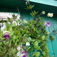 Elegir las mejores variedades de plantas trepadoras para casas de verano-5