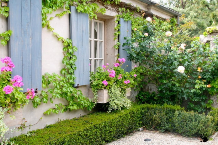 Elegir las mejores variedades de plantas trepadoras para casas de verano.