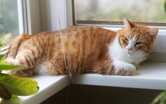 Mga pagpipilian sa paggamit ng Windowsill