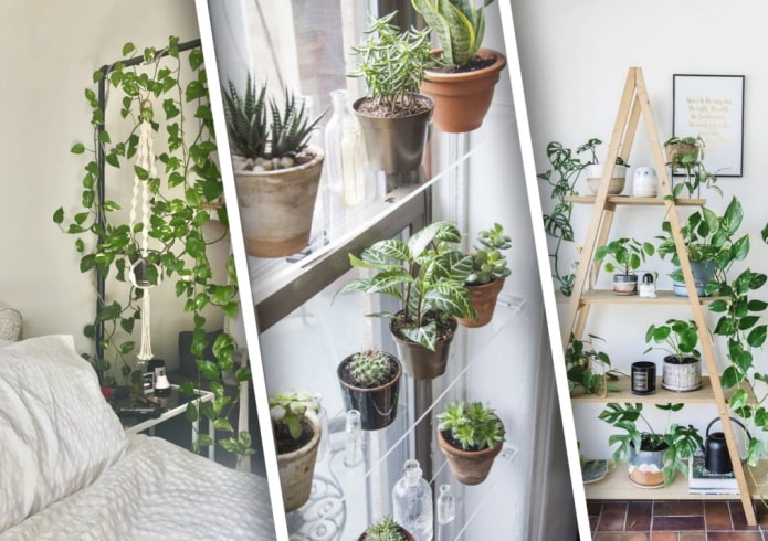 ¿Cómo decorar bellamente una casa con plantas?