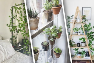 ¿Cómo decorar bellamente una casa con plantas?