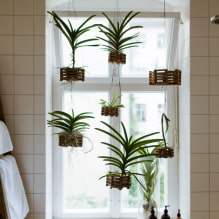 ¿Qué plantas elegir para el baño? -4