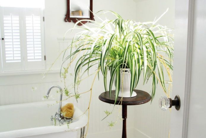 ¿Qué plantas elegir para el baño?