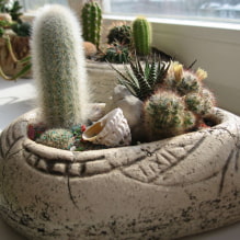 Home cacti-3